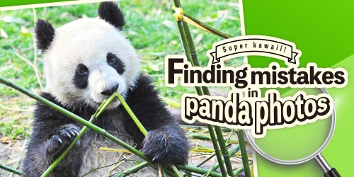 Super kawaii! Finding mistakes in panda photos