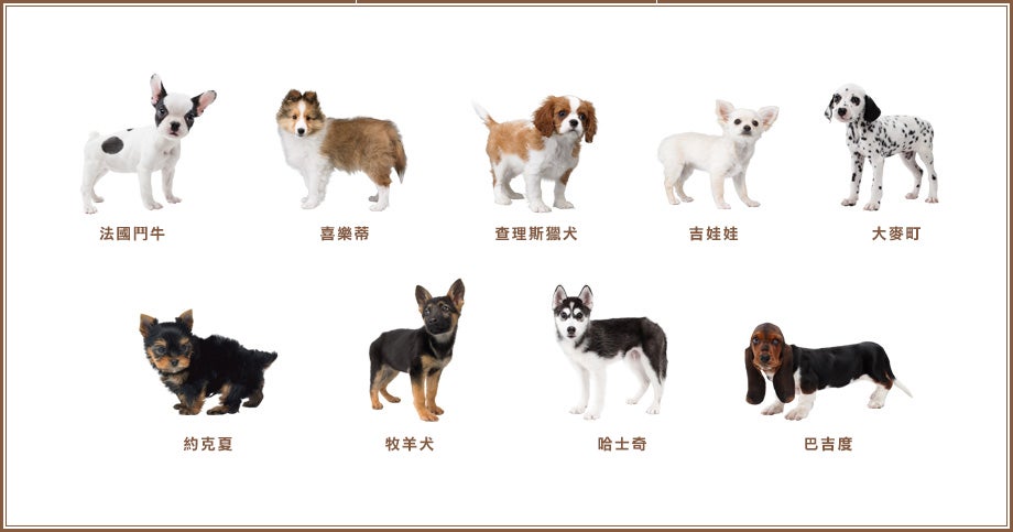 「法國鬥牛犬與新伙伴們」裡登場的小狗