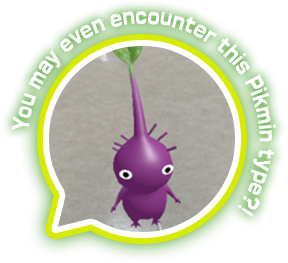 You may even encounter this Pikmin type?!