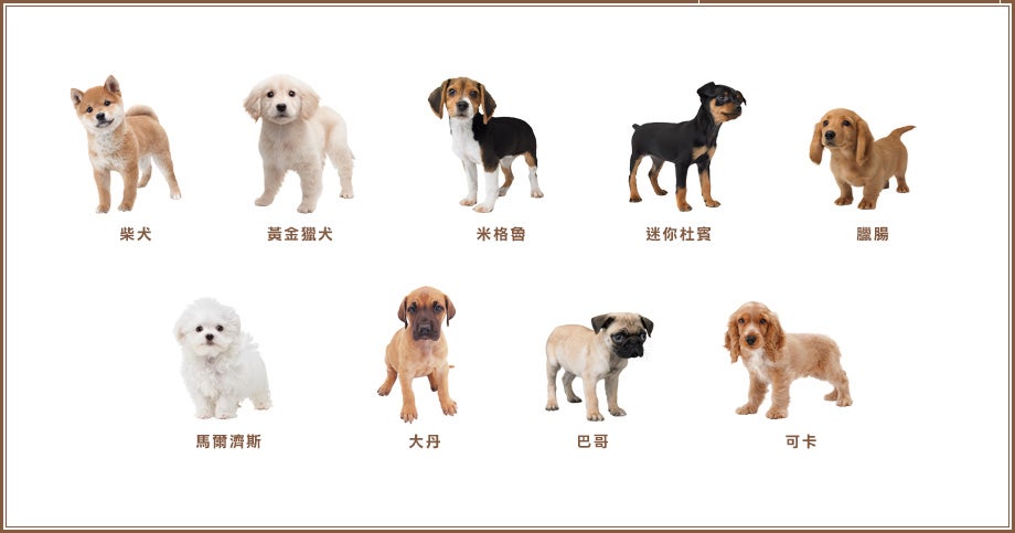 「柴犬與新伙伴們」裡登場的小狗