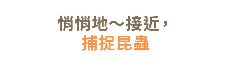 そーっと近づいて、ムシをつかまえる